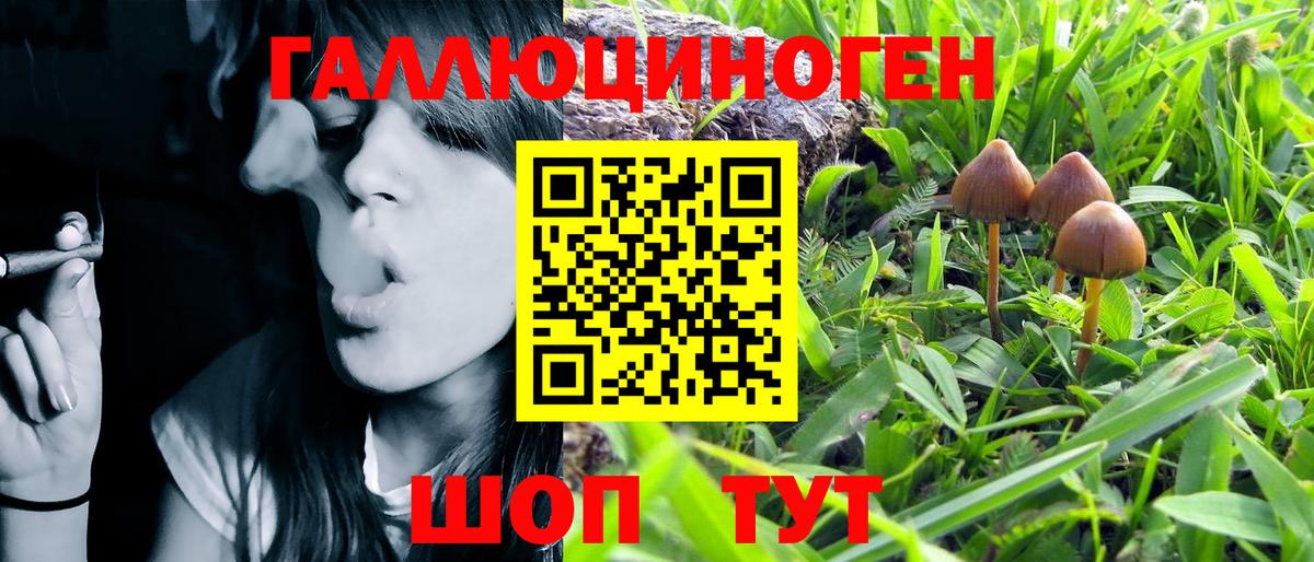 Псилоцибиновые грибы Psilocybe Белгород
