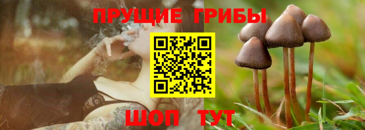 Белгород  Псилоцибиновые грибы Psilocybe  Вход с VPN 